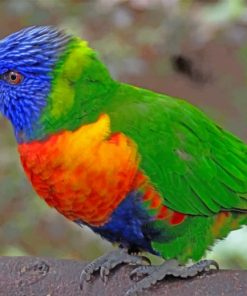 Colorful Lorikeet Parrot Paint by numbers