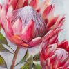 Pink Protea paint by numbers