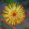 Yellow Protea paint by numbers