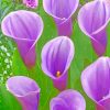 Purple Arum Lilies paint by numbers