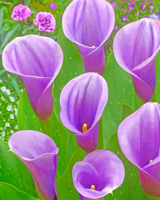 Purple Arum Lilies paint by numbers