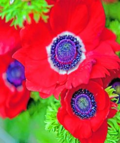 red-anemone-flower-paint-by-number