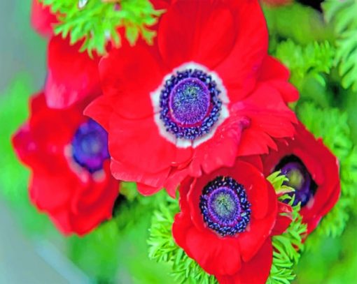 red-anemone-flower-paint-by-number