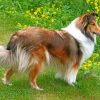 sheltie-dog-paint-by-numbers