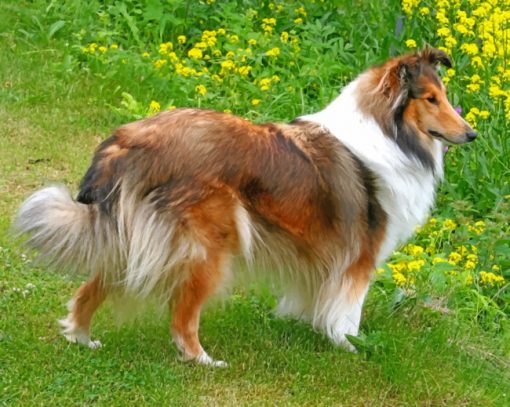 sheltie-dog-paint-by-numbers