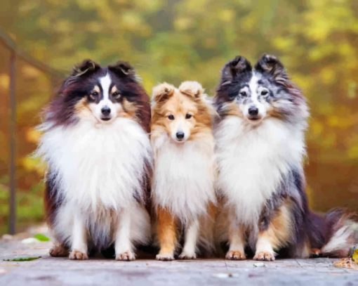 Cute Shelties paint by numbers