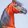 Sorrel Arabian Horse paint by numbers