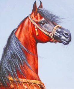 Sorrel Arabian Horse paint by numbers