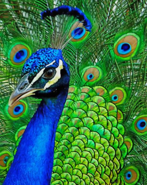 Beautiful Peacock paint by numbers