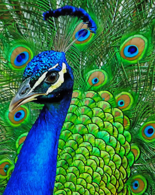Beautiful Peacock - Paint By Number - Num Paint Kit