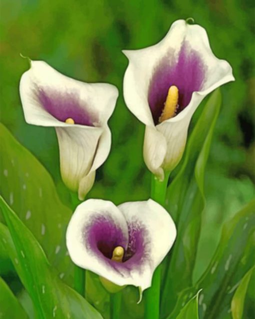 White Arum Lilies paint by numbers