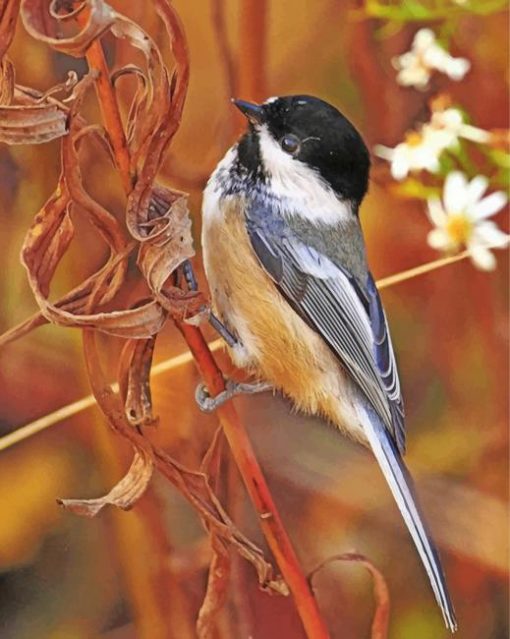 Early-bird-chickadee-paint-by-numbers