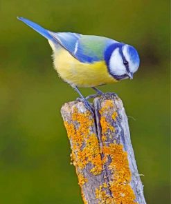 Eurasian-blue-tit-bird-paint-by-number