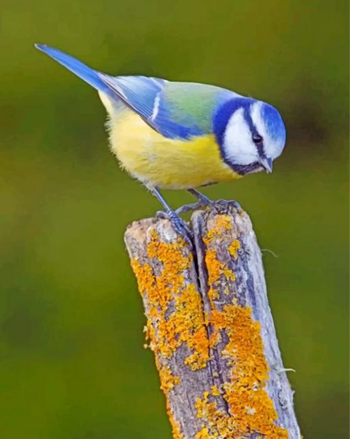 Eurasian-blue-tit-bird-paint-by-number