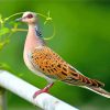 European-turtle-dove-paint-by-numbers