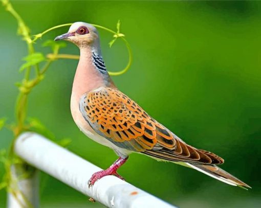 European-turtle-dove-paint-by-numbers