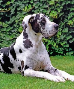 Great-Dane-paint-by-numbers