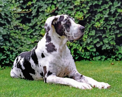 Great-Dane-paint-by-numbers