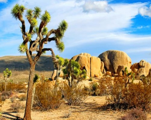 Joshua Tree National Park California - Paint By Number - Num Paint Kit