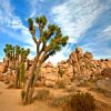 Joshua-Tree-National-Park-paint-by-numbers