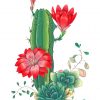 Succulents-And-Red-Roses-paint-by-numbers
