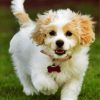 adorable-cavachon-paint-by-numbers