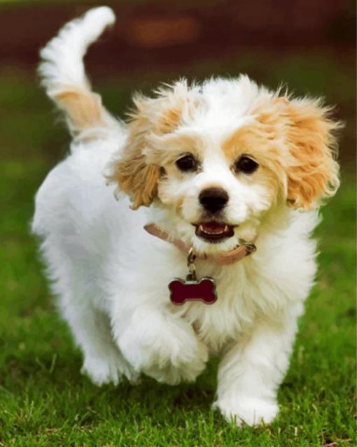 adorable-cavachon-paint-by-numbers