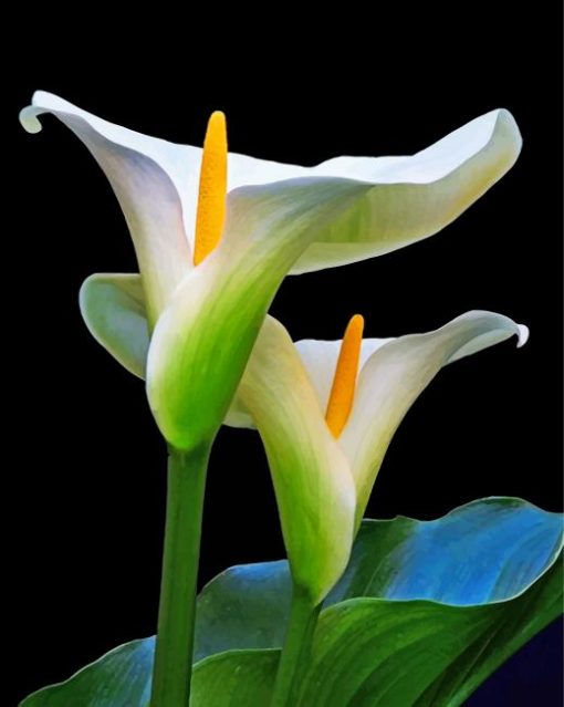 aesthetic-arum-lilies-paint-by-number