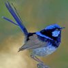 aesthetic-blue-wren-paint-by-number