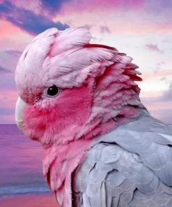 aesthetic-galah-paint-by-number