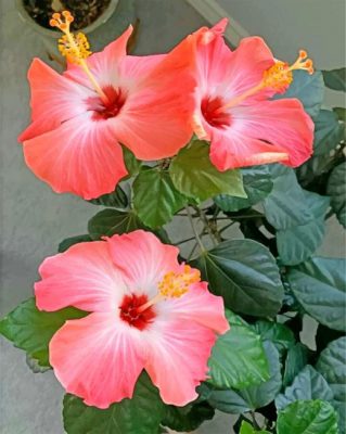 aesthetic-hibiscus-paint-by-numbers