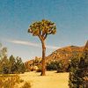 aesthetic-joshua-tree-paint-by-number