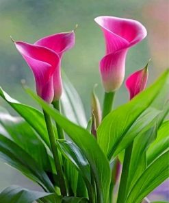 aesthetic-pink-calla-lily-flowers-paint-by-numbers