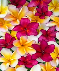 aesthetic-plumerias-paint-by-number
