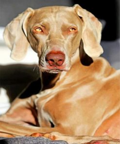 aesthetic-weimaraner-paint-by-number