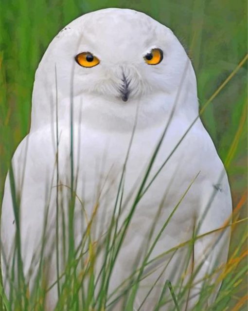 aesthetic-white-owl-paint-by-number