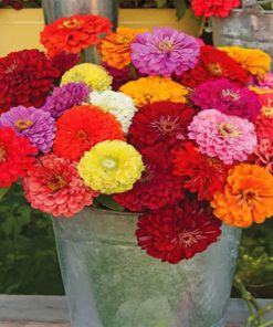 Aesthetic Zinnias paint by numbers