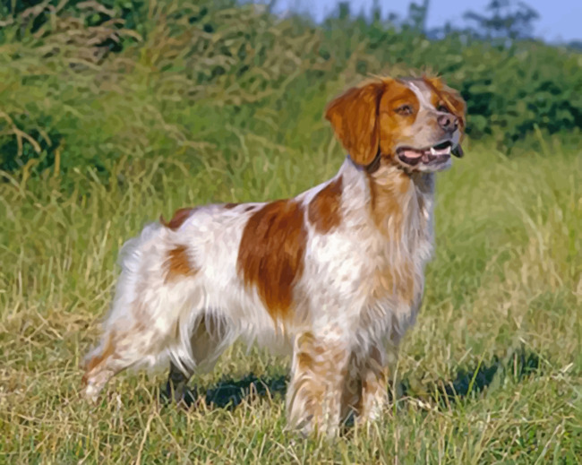 aesthetuic-brittany-spaniel-paint-by-number