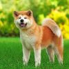 akita-paint-by-number