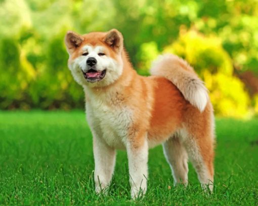 akita-paint-by-number