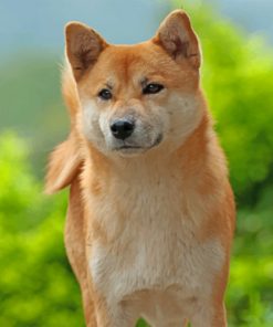 akita-pet-paint-by-number