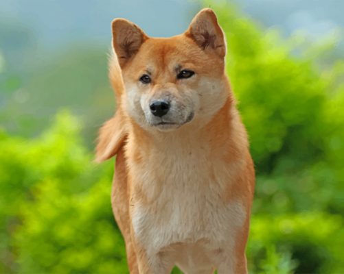 akita-pet-paint-by-number
