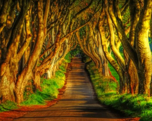 amazing-dark-hedges-paint-by-number
