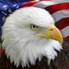 american-flag-eagle-bird-paint-by-number