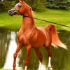 arabian-brown-horse-paint-by-number