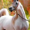 arabian-white-horse-paint-by-numbers
