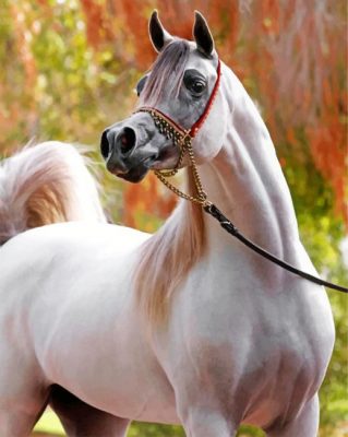 arabian-white-horse-paint-by-numbers