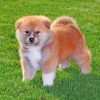 baby-akita-paint-by-number