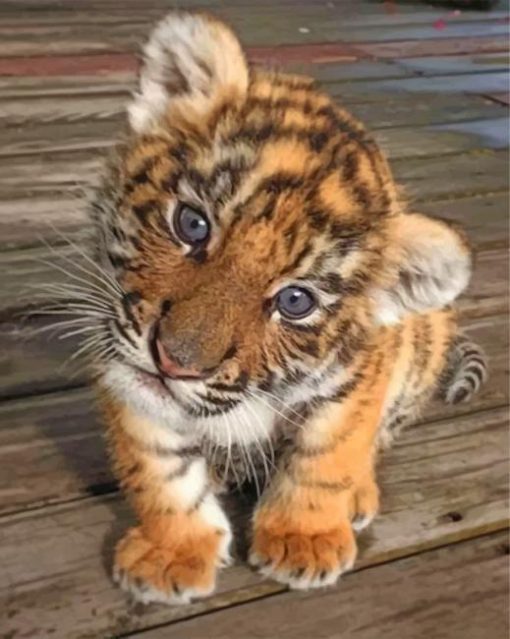 baby-tiger-paint-by-number