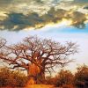 baobab-tree-paint-by-numbers